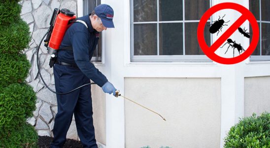 Gülyalı Fare İlaçlama böcek ilaçlama ve haşere kontrolü — ilaclama-tr.com